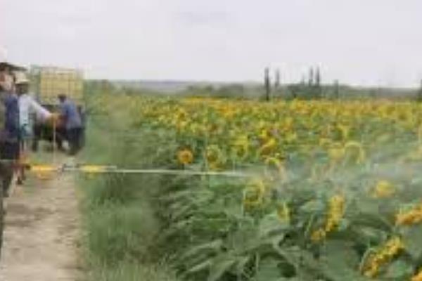 葵花苗前封闭除草剂有哪些，常见的有乙草胺、氟乐灵等