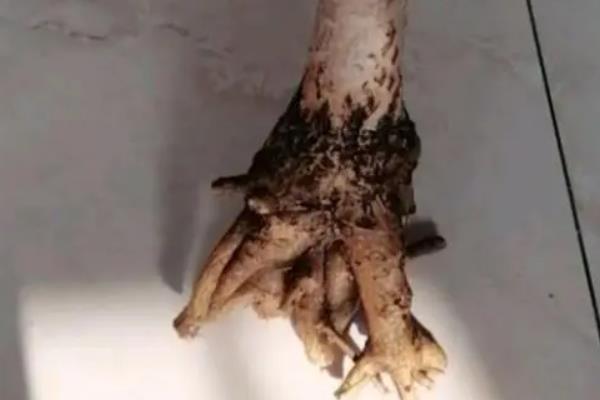 桂花树的剪枝时间，小苗期就可以开始修