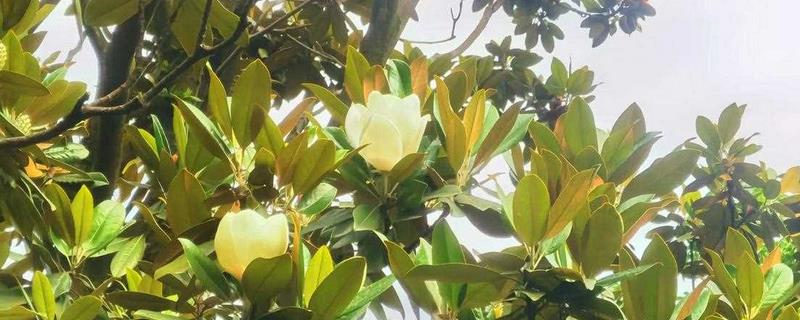广玉兰叶子发黄的解决方法，要逐渐的增加散光照射