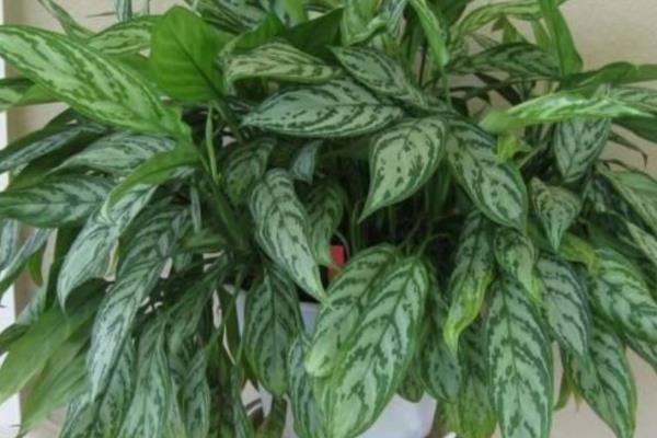 种植银皇后的好处，可美化环境、净化空气等