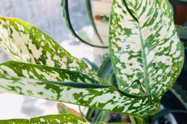 种植银皇后的好处，可美化环境、净化空气等