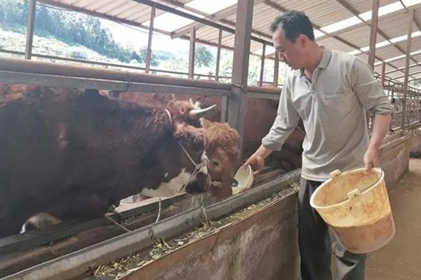 牛长途运输到家后怎么喂养，要赶至指定的牛舍中做健康检查