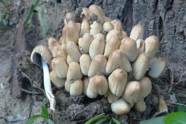 磨菇栽培的方式，控制温度在18-20℃之间