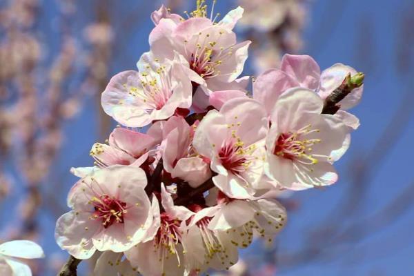 杏花的形态特征，花色为白色或红色