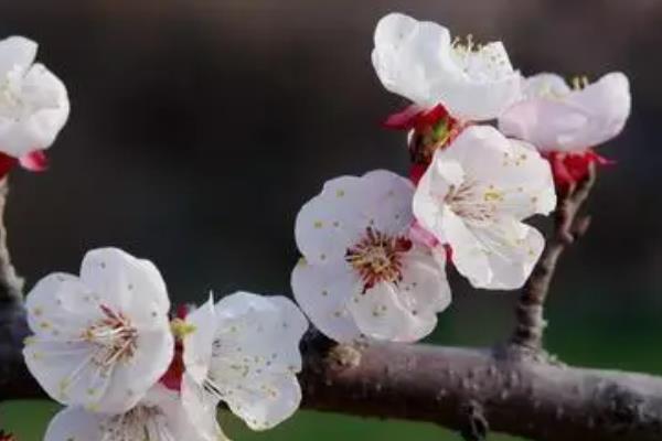 杏花的形态特征，花色为白色或红色