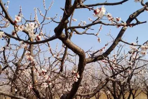 杏花的形态特征，花色为白色或红色