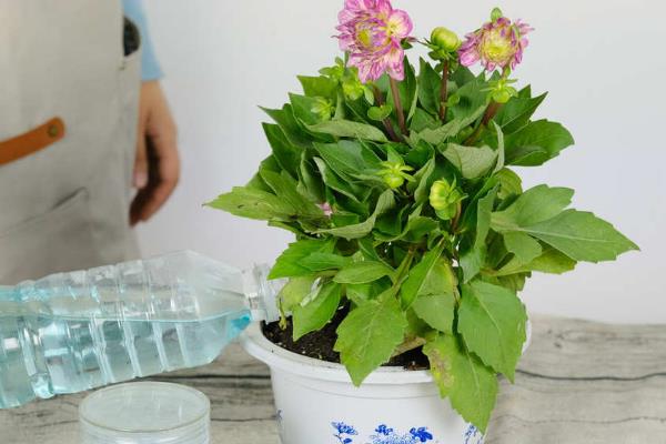小丽花种子的种植方法，最好选用人工授粉的花种