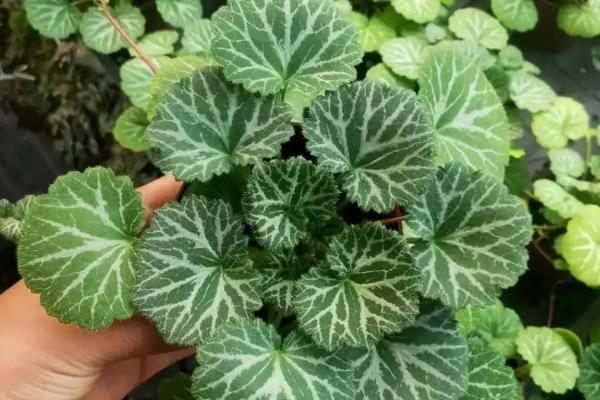 日本虎耳草的养殖方法，温度控制在15-25℃之间最为适宜