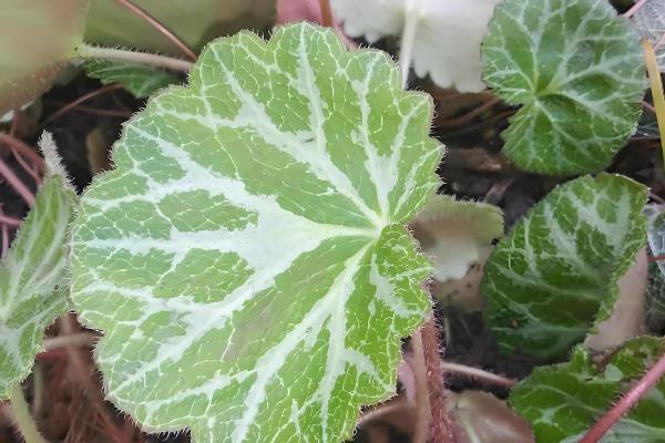 日本虎耳草的养殖方法，温度控制在15-25℃之间最为适宜
