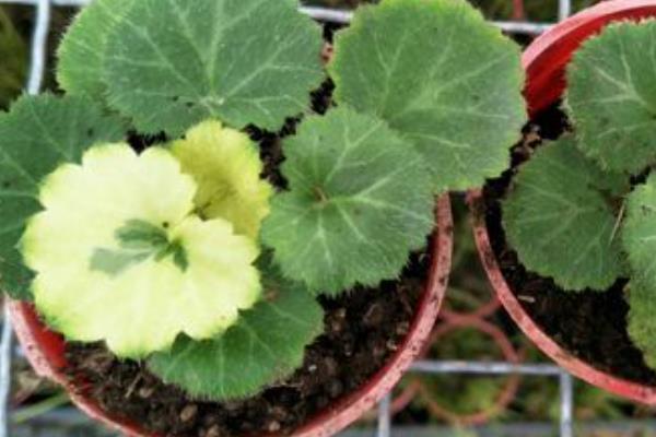 日本虎耳草的养殖方法，温度控制在15-25℃之间最为适宜