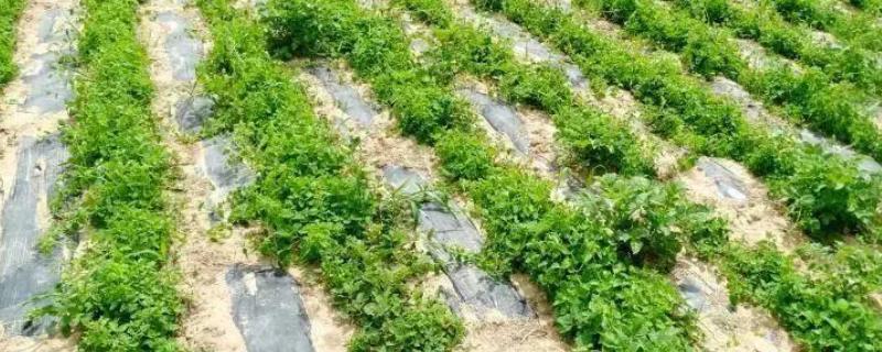 党参的种植技术，一般是在春秋两季进行定植