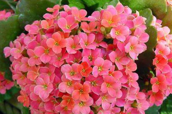 哪些花适合送给朋友，满天星、波斯菊、勿忘我等品种可供选择