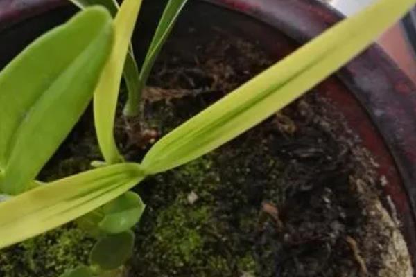 金边兰花的养殖方法，要及时浇水保持土壤湿润