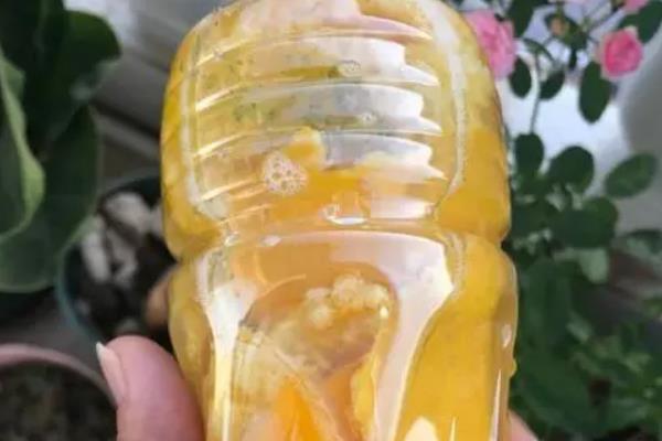 桔子皮泡水发酵后适合浇什么花，适合浇灌栀子花、茶花、兰花等