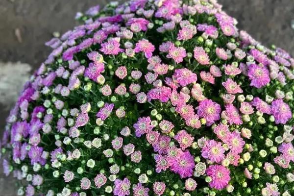 千头菊春季打顶几次，春季只打1次顶