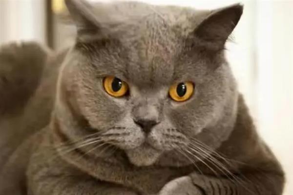 为什么公猫绝育后还会有骑跨行为，是因为条件反射