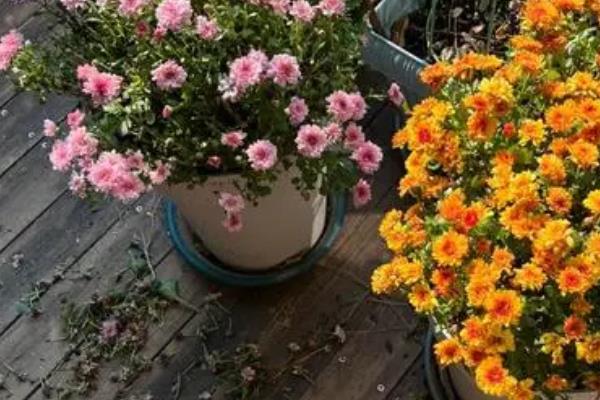 千头菊春季打顶几次，春季只打1次顶