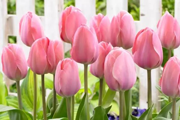 花语为绝望或孤独的花，常见的为鸢尾花、郁金香等