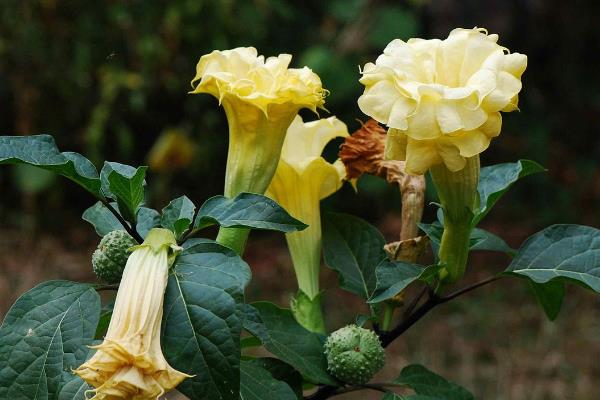 花语为绝望或孤独的花，常见的为鸢尾花、郁金香等