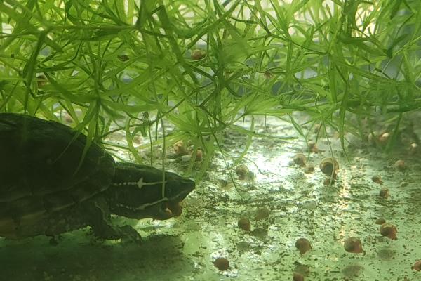 麝香龟温度多少会被冻死，温度低于0℃时可能会被冻死