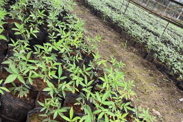 花椒苗怎么培育，播种通常在秋末到土壤封冻前进行