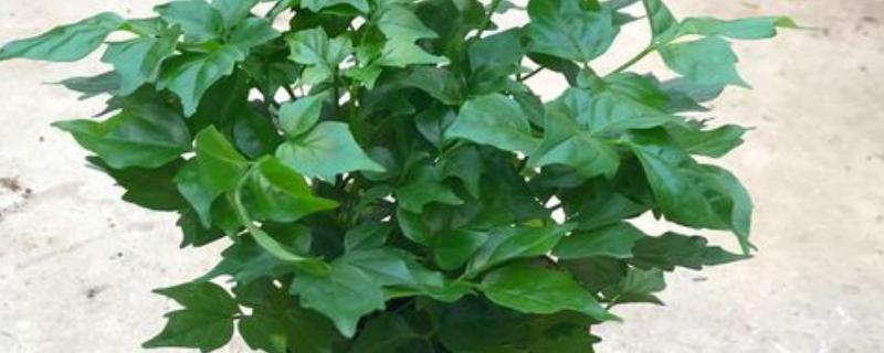 幸福树的养殖方法，将温度保持在20-30℃