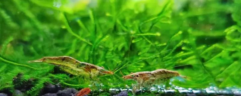 养虾用什么水草，可以选择莫斯水草、矮珍珠和皇冠椒草等