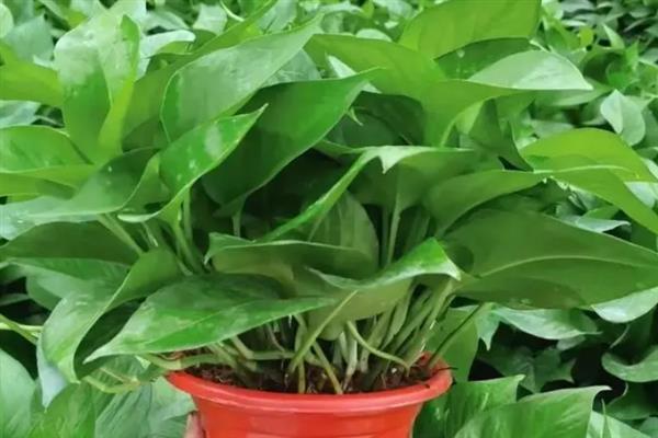 植物可以吸收氧气释放什么，可以释放二氧化碳
