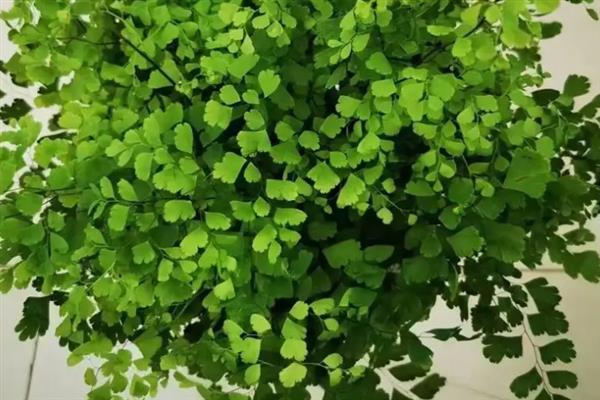 植物可以吸收氧气释放什么，可以释放二氧化碳