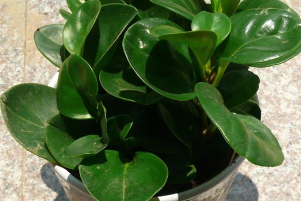 植物可以吸收氧气释放什么，可以释放二氧化碳