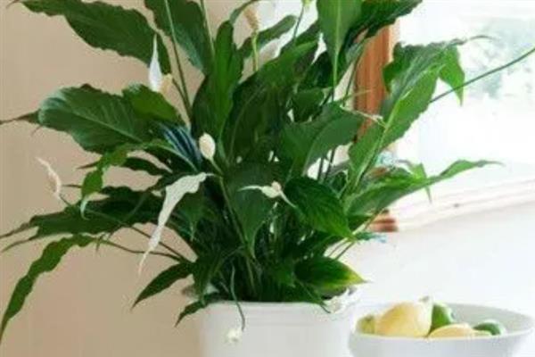 植物可以吸收氧气释放什么，可以释放二氧化碳