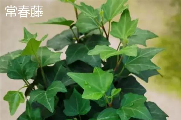 植物可以吸收氧气释放什么，可以释放二氧化碳