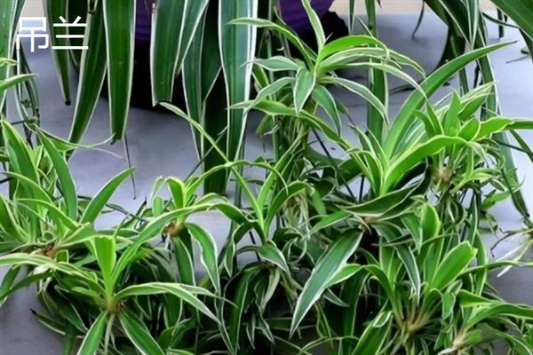 植物可以吸收氧气释放什么，可以释放二氧化碳