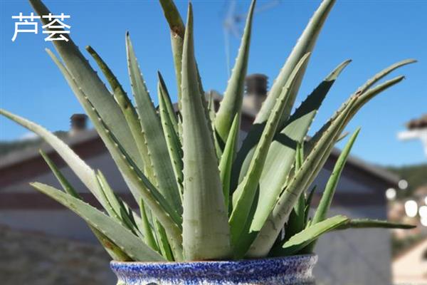 植物可以吸收氧气释放什么，可以释放二氧化碳