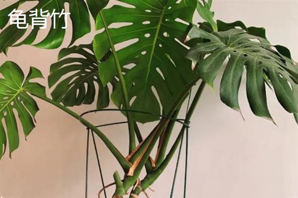 植物可以吸收氧气释放什么，可以释放二氧化碳