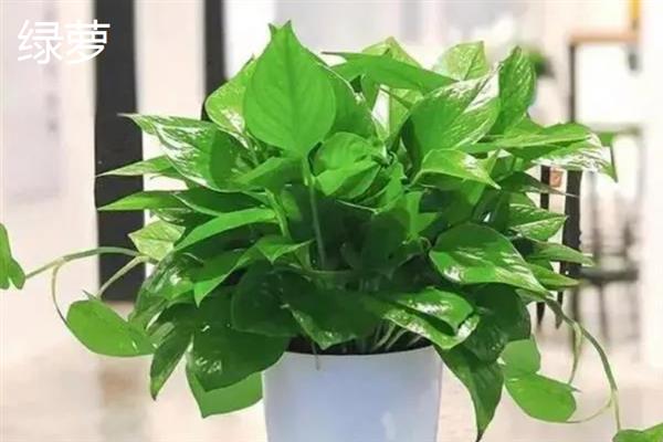 植物可以吸收氧气释放什么，可以释放二氧化碳