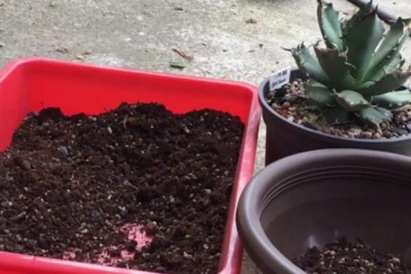 龙舌兰的种植方法，适合在日照充沛的环境中生长