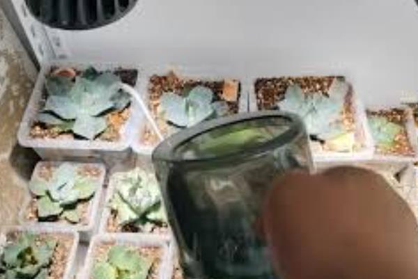 龙舌兰的种植方法，适合在日照充沛的环境中生长