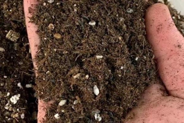 龙舌兰的种植方法，适合在日照充沛的环境中生长