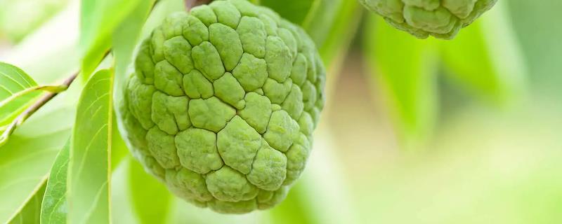 释迦果能在家里种吗，在家里可以种植