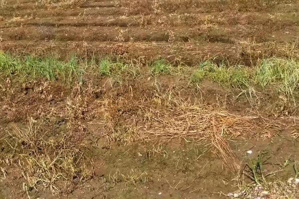 胖大海如何施肥，生长初期每个月施肥一次