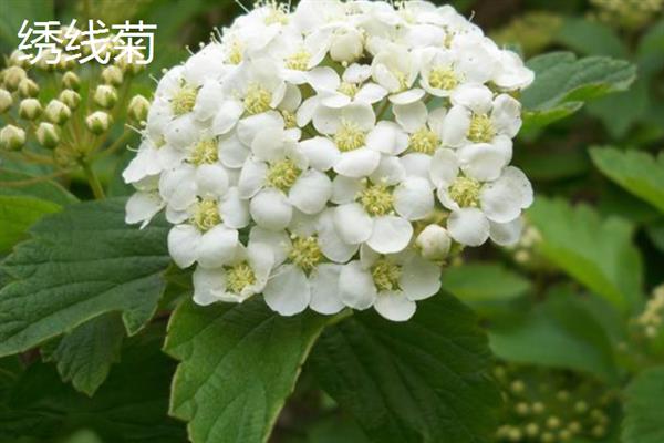 北方室内有哪些好养的花卉盆栽，常见的有牡丹、绣线菊等
