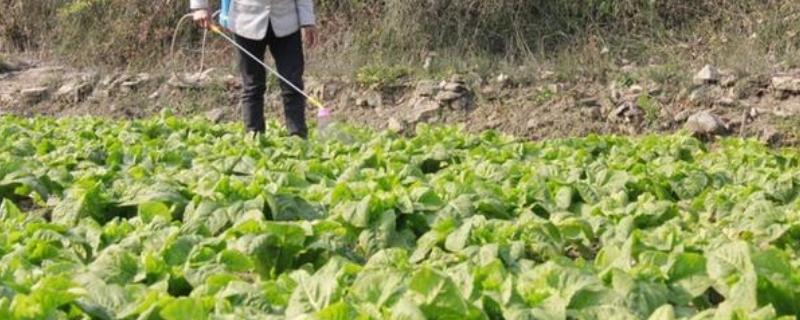 选择蔬菜农药要注意什么，以低毒、低残留的药物为宜