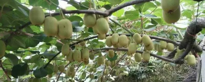 猕猴桃树的形态特征，其茎干细长且颜色为褐色