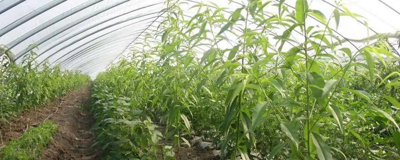 大棚油桃的升温管理技术，在升温之前全棚灌透水1次