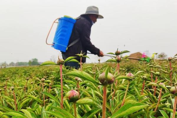 锐劲特的作用，可灭杀蚜虫、叶蝉、飞虱等害虫