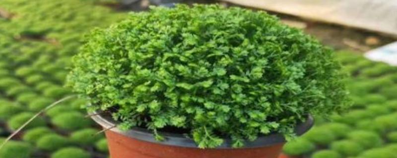 幸福草的形态特征，其茎直立或铺散