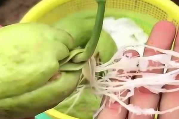 佛手瓜有没有种子，果肉包裹着的籽粒就是其种子