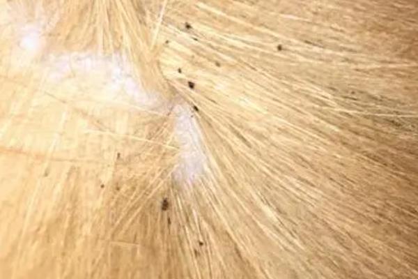 判断猫咪是否有寄生虫的方法，感染体外寄生虫会出现皮肤损伤、脱毛等症状