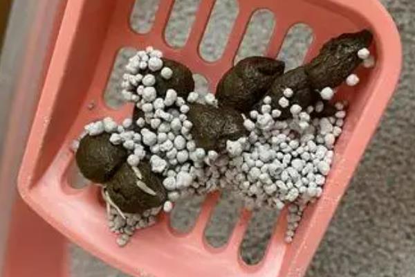 判断猫咪是否有寄生虫的方法，感染体外寄生虫会出现皮肤损伤、脱毛等症状